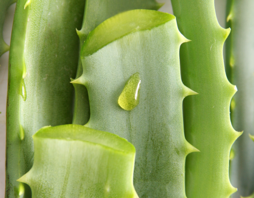 Aloe vera – prečo ju miluje vaša pleť