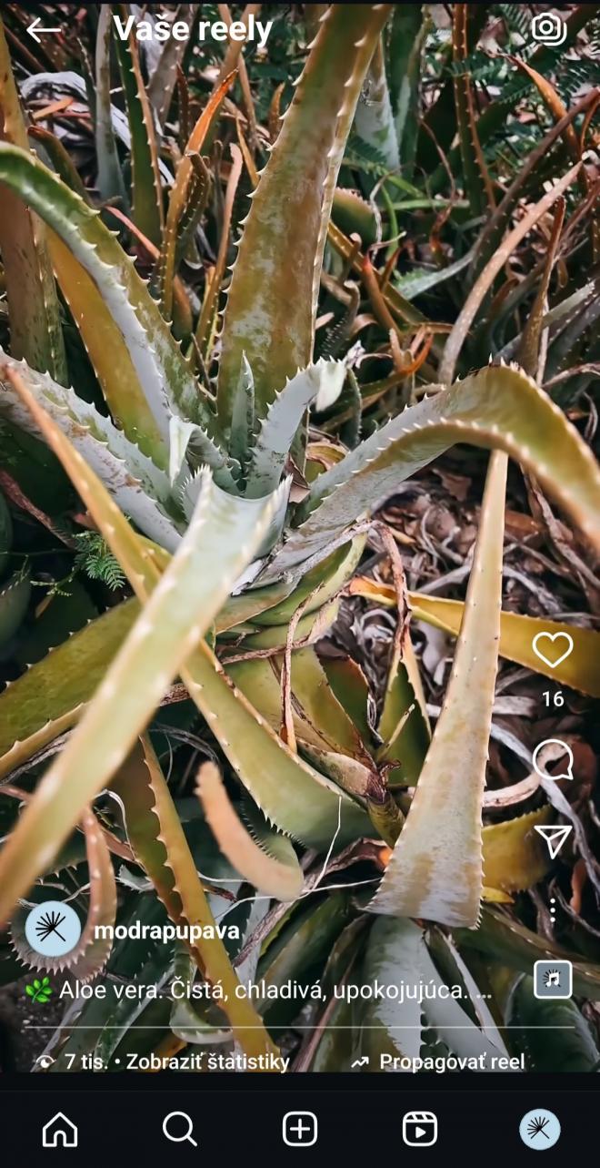 aloe_screenshot