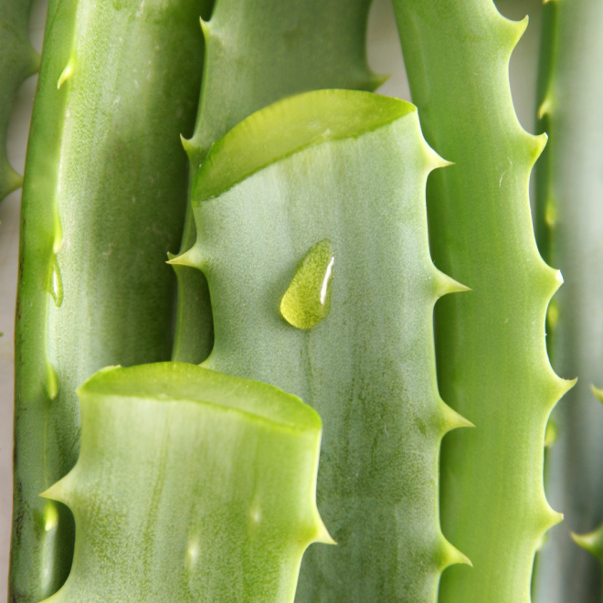 aloe2
